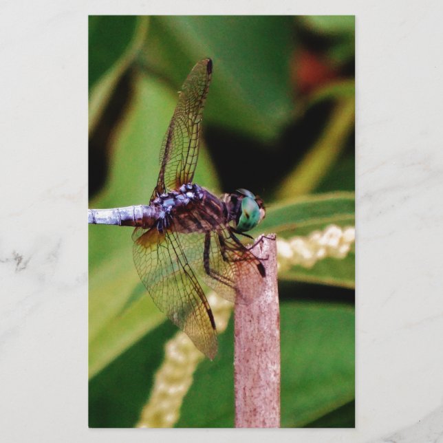 Dragonfly med vita blommor brevpapper (Framsida)