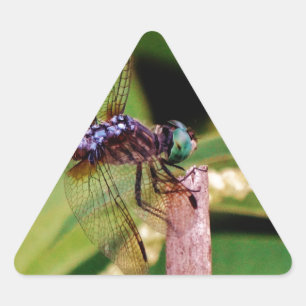 Dragonfly med vita blommor triangelformat klistermärke