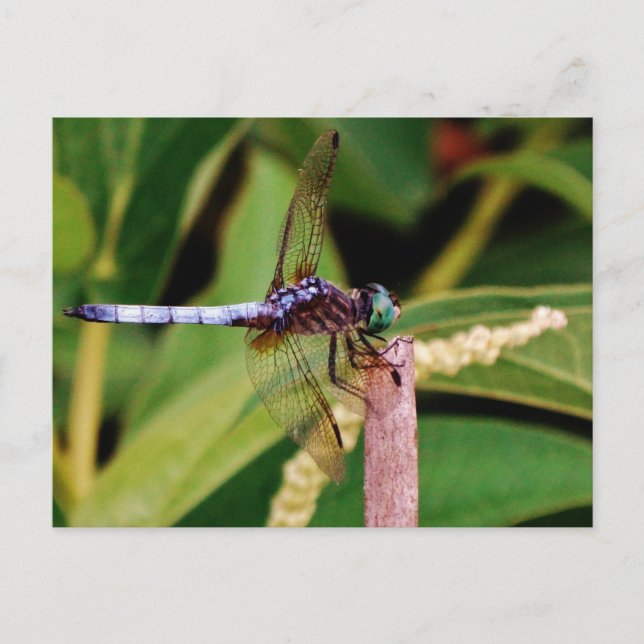 Dragonfly med vita blommor vykort (Framsida)