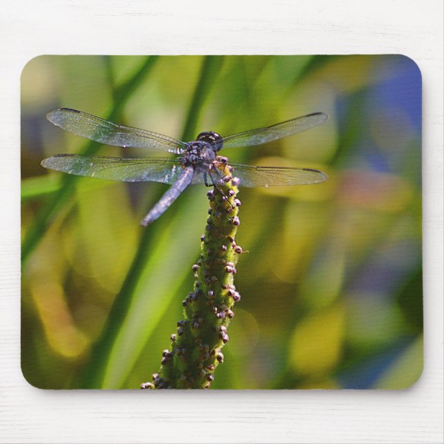 Dragonfly Mousepad Musmatta (Framsidan)