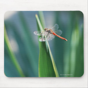Dragonfly Musmatta