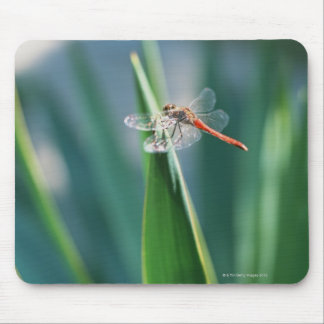 Dragonfly Musmatta