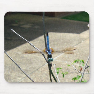 Dragonfly Musmatta