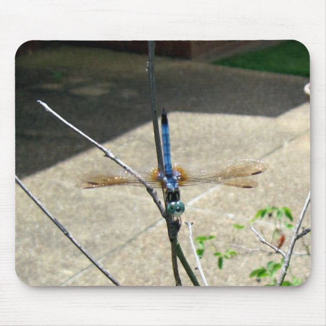 Dragonfly Musmatta (Framsidan)