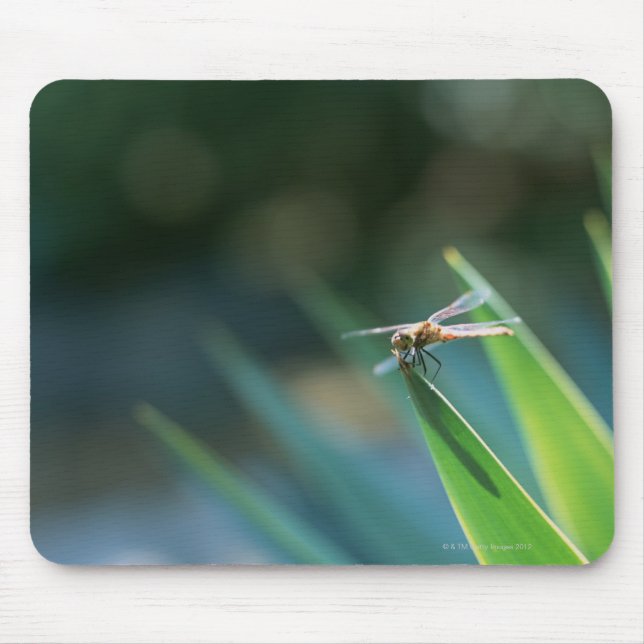 Dragonfly Musmatta (Framsidan)