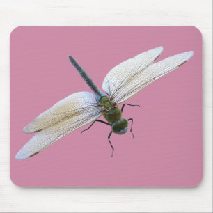 Dragonfly Musmatta