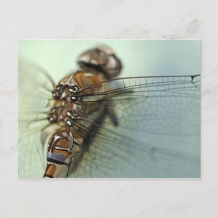 Dragonfly nära vykort