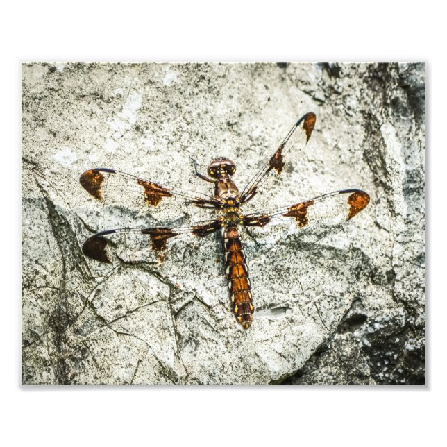 Dragonfly Nature Insektra Fototryck (Framsidan)