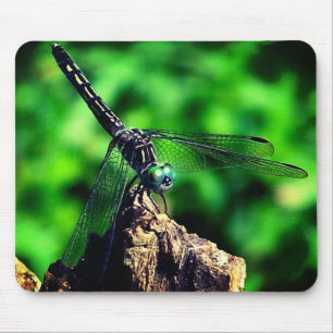 Dragonfly Nature Musmatta