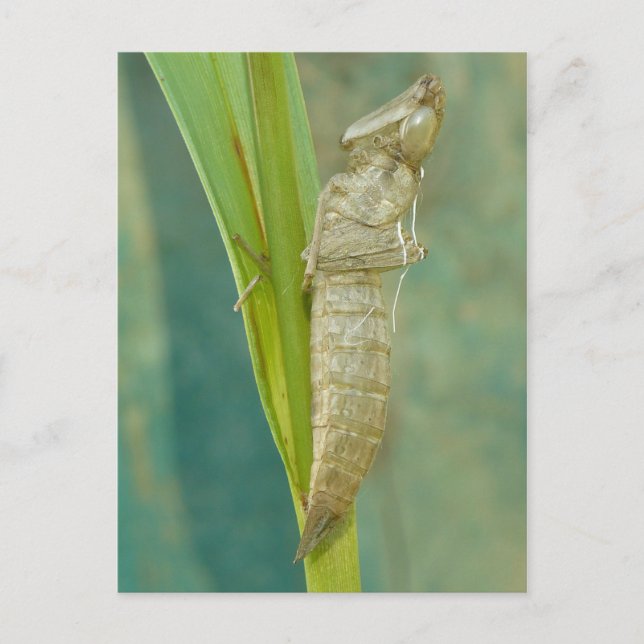 Dragonfly Nymph Snäcka Postcard. Vykort (Framsida)