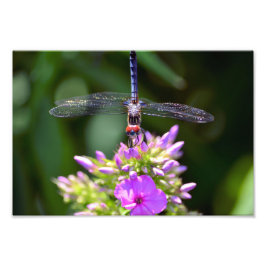 Dragonfly och Davids Lavender Phlox Fototryck