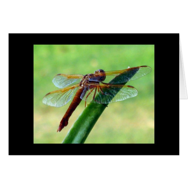 Dragonfly på Aloe Greeting Card Hälsningskort (Framsidan Horizontal)