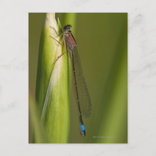 Dragonfly på biris vykort