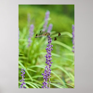 Dragonfly på en blomma poster
