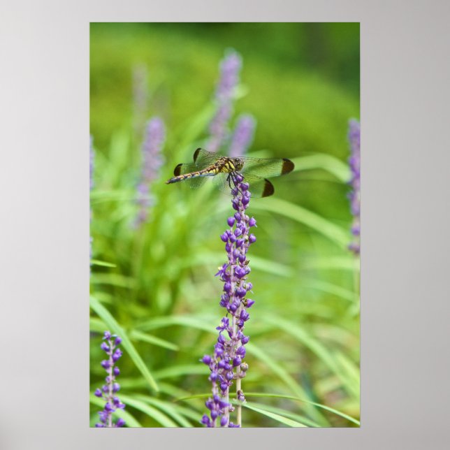 Dragonfly på en blomma poster (Framsidan)