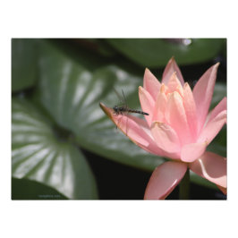 Dragonfly på en förorts damm fototryck