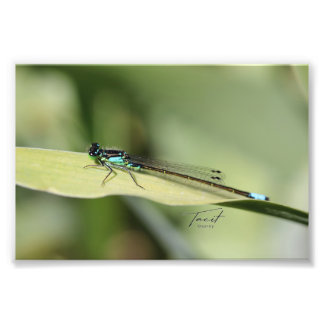 Dragonfly på en Löv-fotoutskrift Fototryck