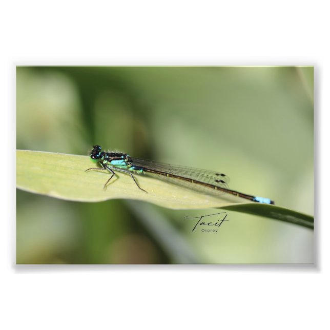 Dragonfly på en Löv-fotoutskrift Fototryck (Framsidan)