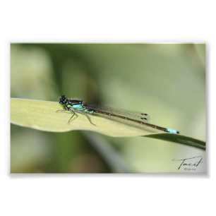 Dragonfly på en Löv-fotoutskrift Fototryck