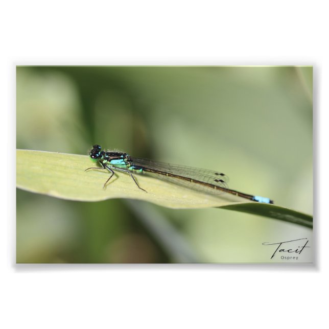 Dragonfly på en Löv-fotoutskrift Fototryck (Framsidan)
