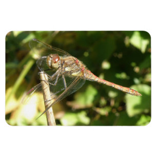Dragonfly på en Twig Flexi Magnet