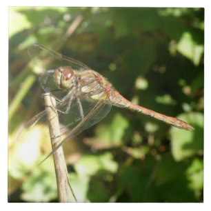 Dragonfly på en twig Tile Kakelplatta