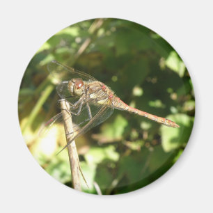 Dragonfly på ett Twig Magnet