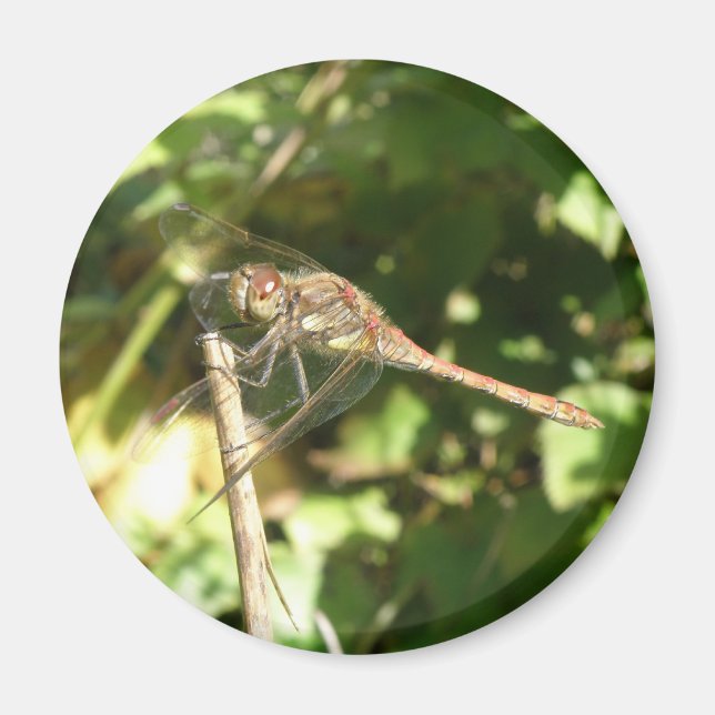 Dragonfly på ett Twig Magnet (Framsidan)