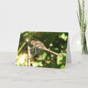 Dragonfly på ett visitkort för snabbhälsning kort