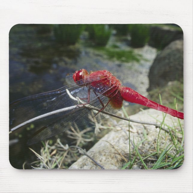 Dragonfly på gren, stäng upp musmatta (Framsidan)