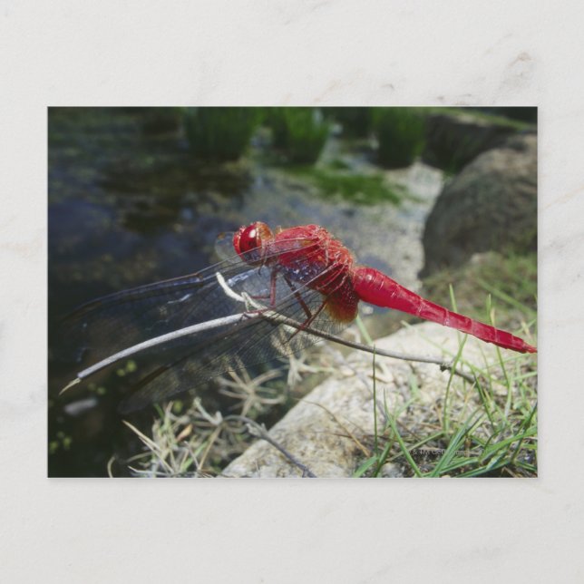 Dragonfly på gren, stäng upp vykort (Framsida)