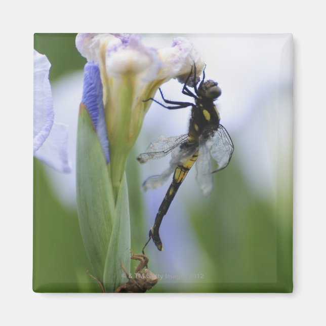 Dragonfly på iris magnet (Framsidan)