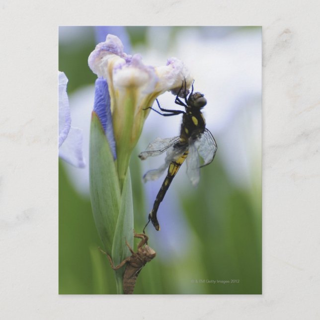 Dragonfly på iris vykort (Framsida)