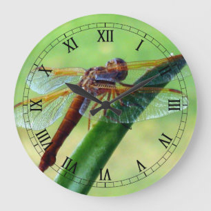Dragonfly på låset av makro-vägg på Aloe Stor Klocka