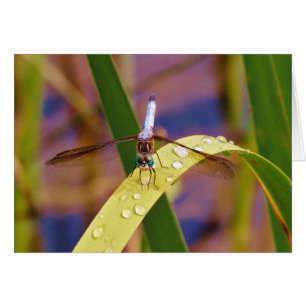 Dragonfly på regndroppen löv hälsningskort