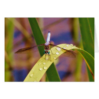 Dragonfly på regndroppen löv hälsningskort