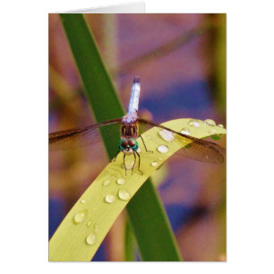 Dragonfly på regndroppen löv hälsningskort