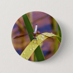 Dragonfly på regndroppen löv knapp
