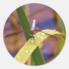 Dragonfly på regndroppen löv runt klistermärke