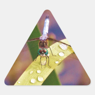 Dragonfly på regndroppen löv triangelformat klistermärke