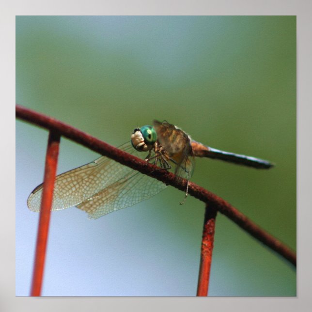 Dragonfly på trådstängning poster (Framsidan)