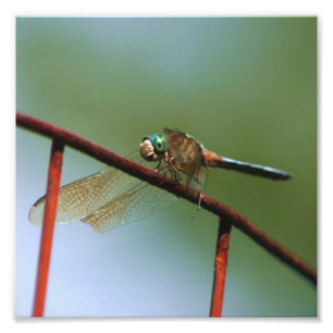 Dragonfly på trådstängningsfack, upp till 8 x 8 fototryck