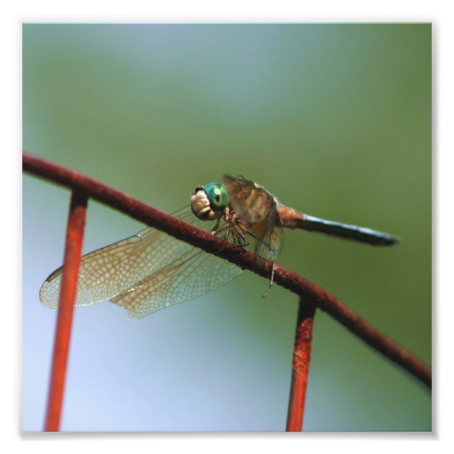 Dragonfly på trådstängningsfack, upp till 8 x 8 fototryck (Framsidan)