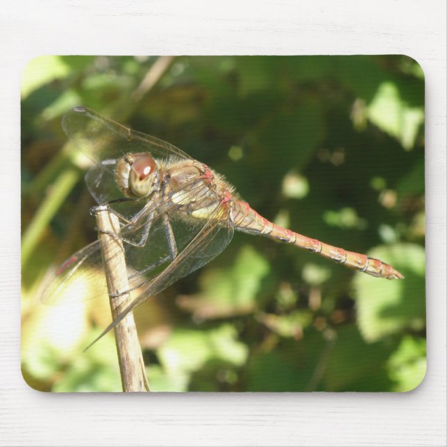 Dragonfly på Twig Macro Mousepad Musmatta (Framsidan)