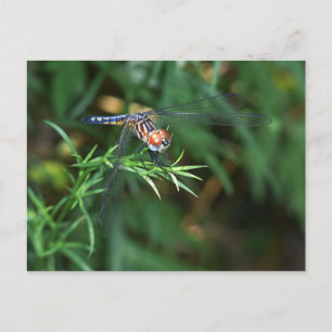 Dragonfly på twig vykort