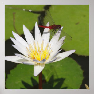 Dragonfly på Vatten Lily Poster
