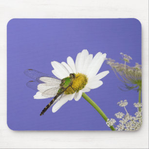 Dragonfly på vit Daisy Musmatta