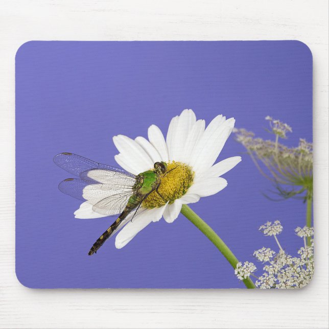 Dragonfly på vit Daisy Musmatta (Framsidan)