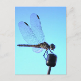 Dragonfly Perched-vykort Vykort