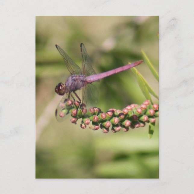 Dragonfly Photo Postcard Vykort (Framsida)
